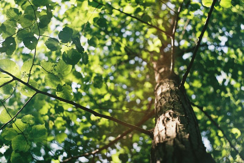 File:David-vig-tree.jpg